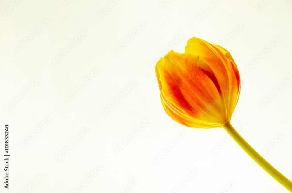 Naklejka premium yellow orange tulip