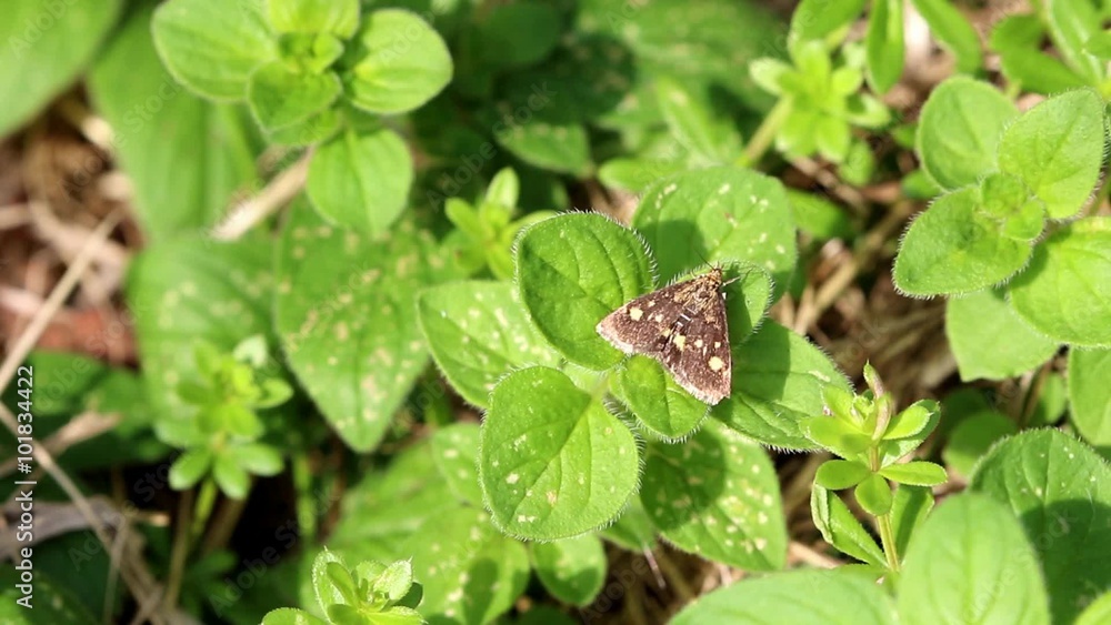 The mint moth (Pyrausta aurata) on top of plant The mint moth (Pyrausta aurata) on top of plant