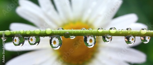 Detail of rain droplets with reflected daisy flower