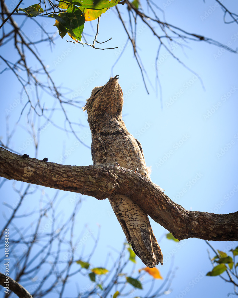 Obraz premium The bird sits on a tree branch