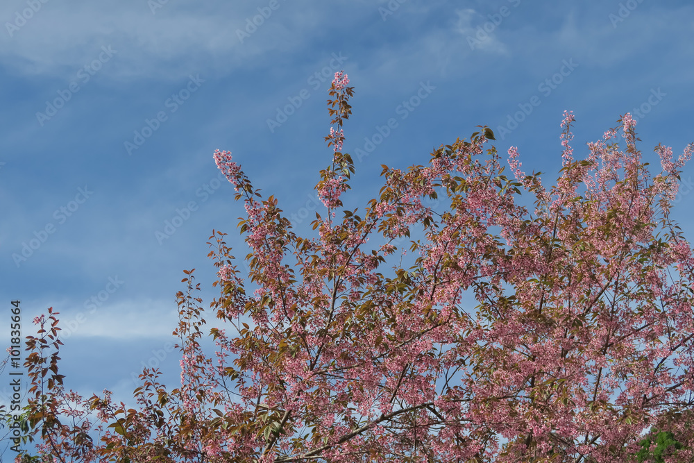 sakura, Spring cherry blossom with soft background. sakura, Spring cherry blossom with soft background.