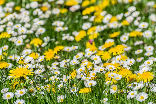 Background with wildflowers