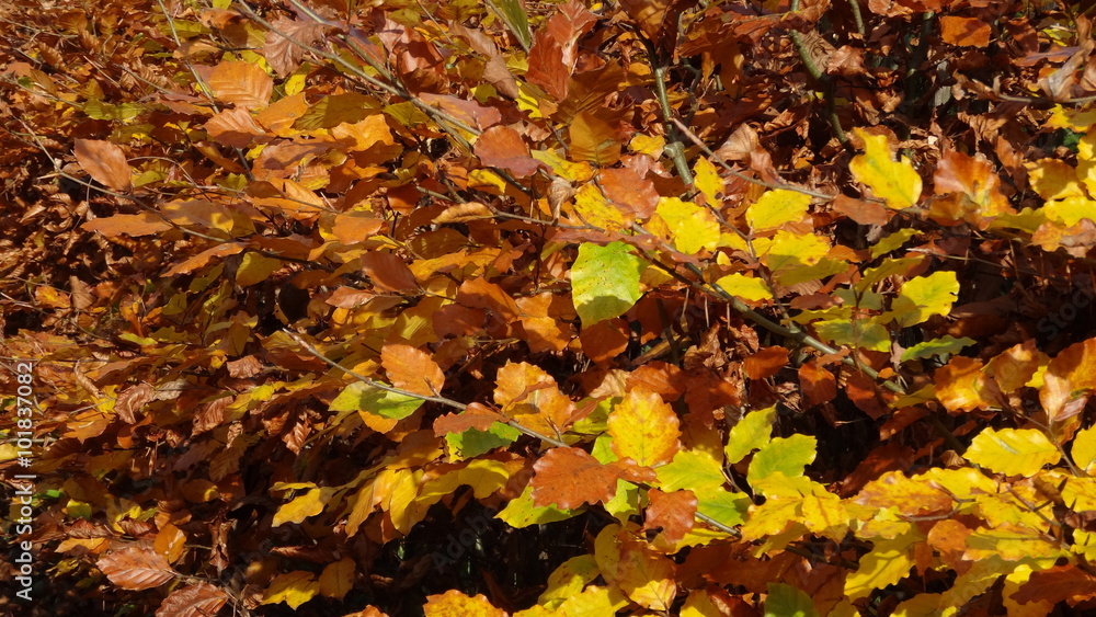 Yellow beech Leafs in autumn Yellow beech Leafs in autumn
