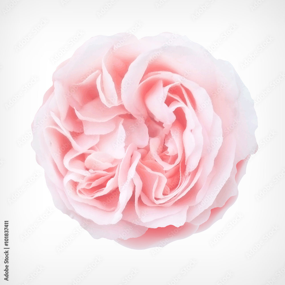Pastel Vector Rose Pastel Vector Rose