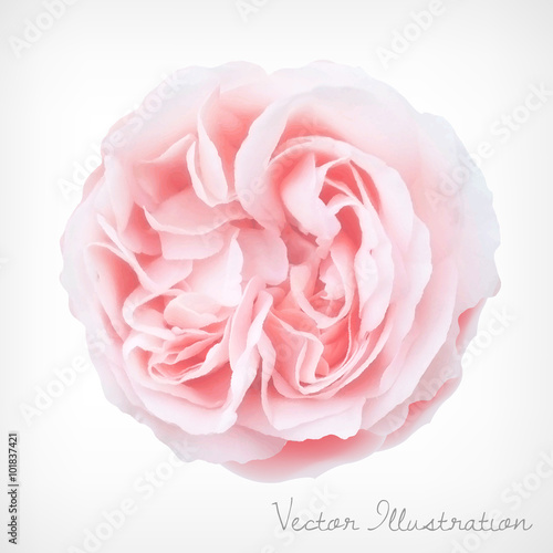 Pastel Vector Rose