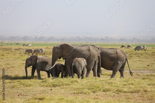 Elephant Family © mpaskvan
