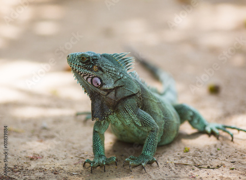Large green iguana sitting on the sand