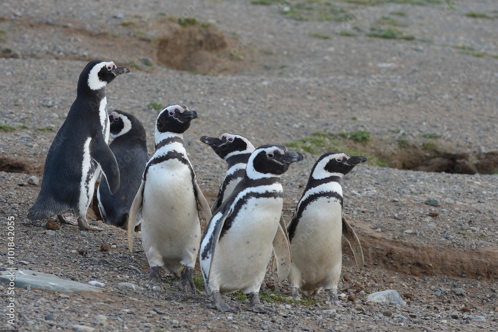 Obraz premium Magellanic Penguins (Spheniscus magellanicus) at the penguin sanctuary on Magdalena Island in the Strait of Magellan near Punta Arenas in southern Chile.