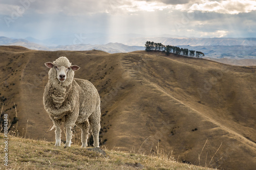 merino sheep standing on grassy hill