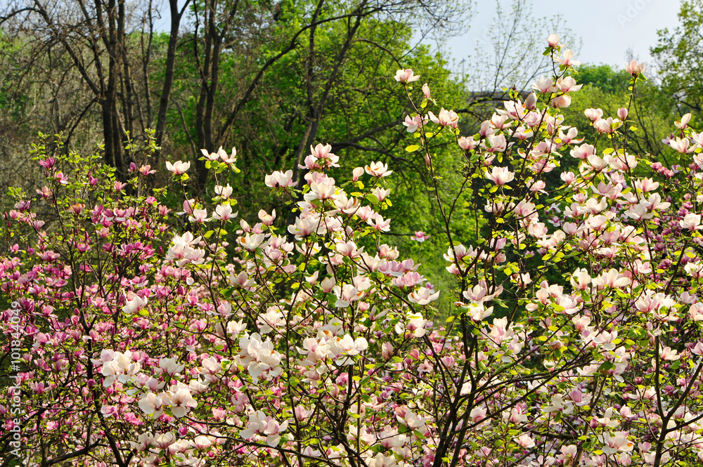 Some magnolia flowers