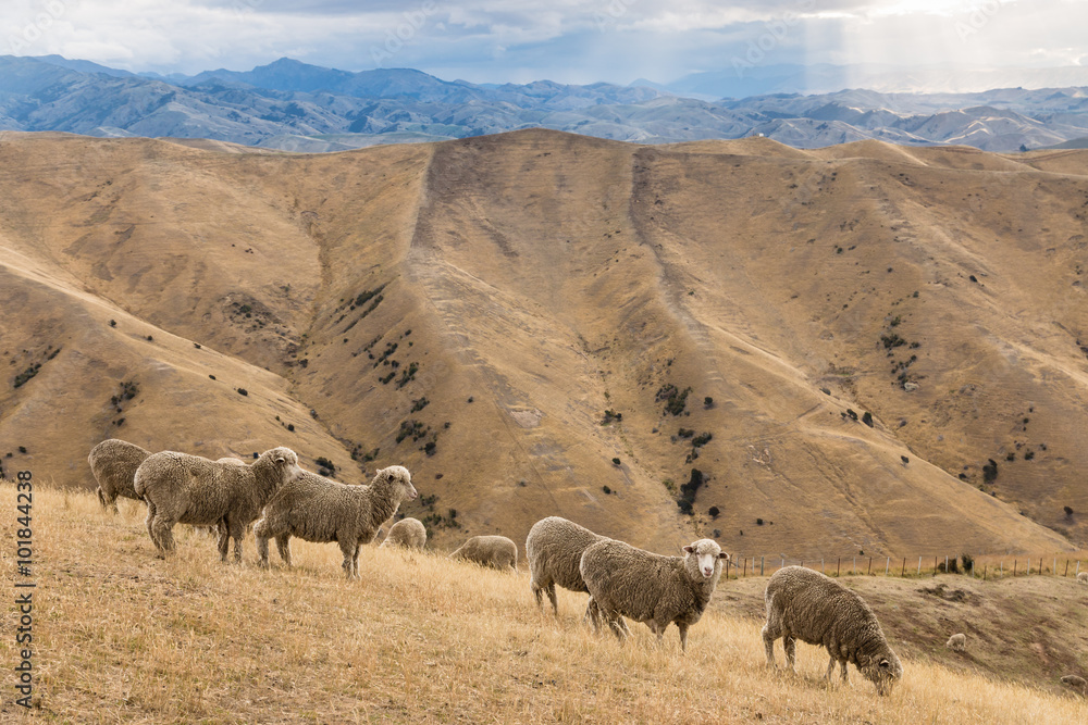 Fototapeta premium merino sheep grazing on Wither Hills