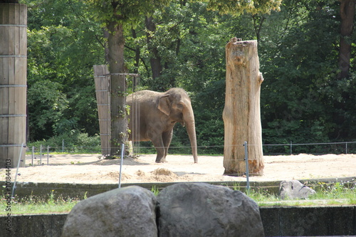 Zoo in Berlin  year 2013