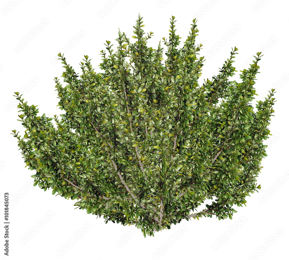 Εκτύπωση καμβά African boxwood tree, myrsine africana - 3D render