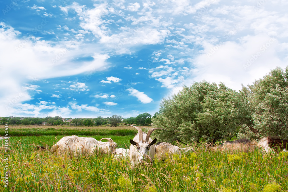 Obraz premium Goats grazing in the fields .
