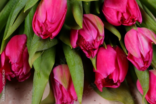 Tulipany © fotodrobik