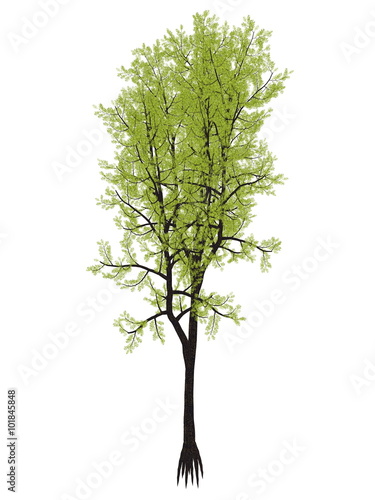 Outeniqua yellowwood tree, podocarpus falcatus - 3D render photo
