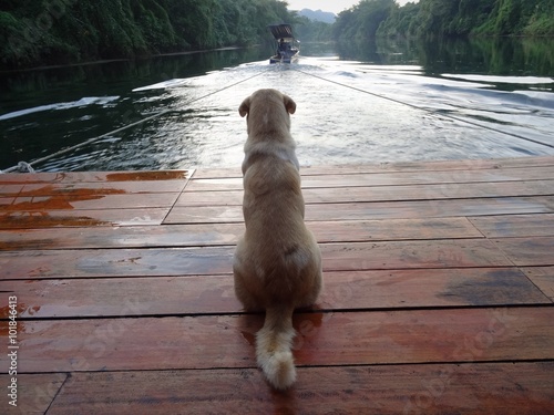 a dog waiting. animals are the best friends photo