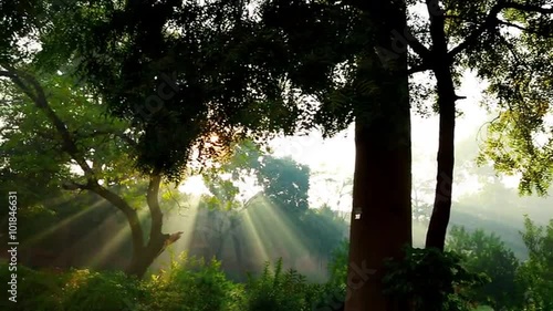 Pan shot of trees in a garden, Agra, Uttar Pradesh, India photo