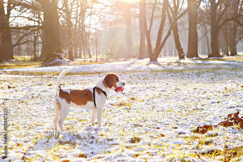 Fototapeta Naklejka Na Ścianę i Meble -  Beagle dog happy on the meadow with a red ball