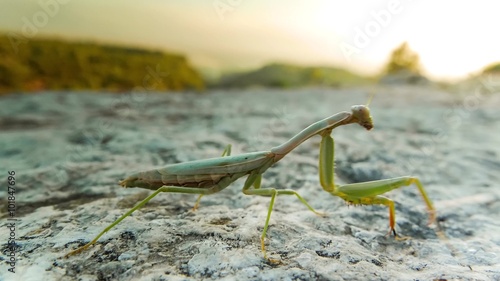 Close up of green praying mantis on a white stone. Macro, 4k