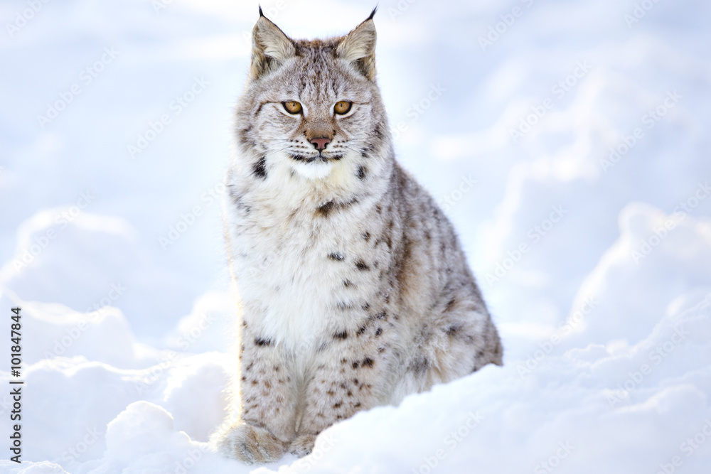 Naklejka premium Beautiful lynx cub sits in the cold snow