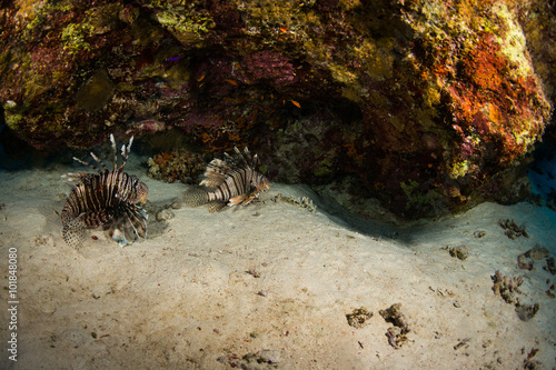 Lionfish