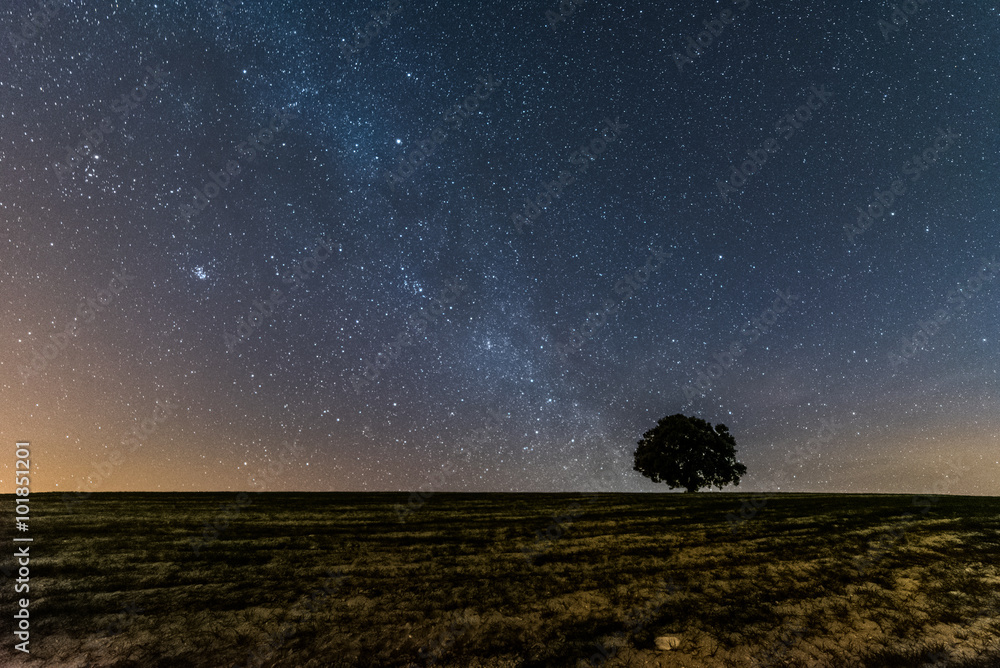 Fototapeta premium Estrellas en el desierto