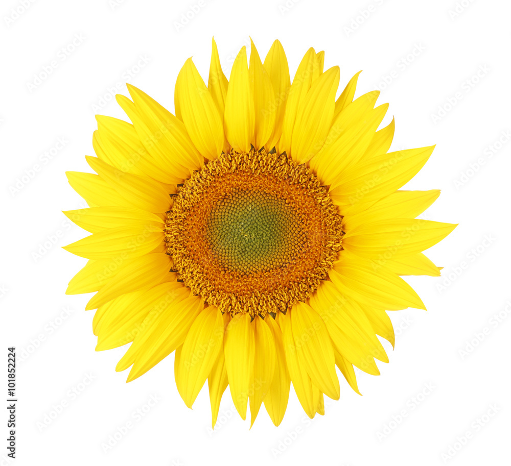 Isolated sunflower head on white bacground Isolated sunflower head on white bacground