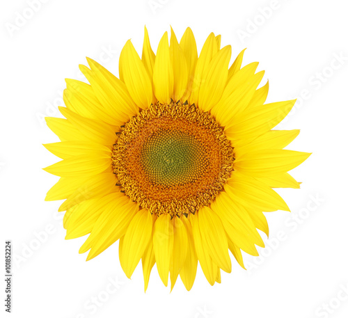 Isolated sunflower head on white bacground