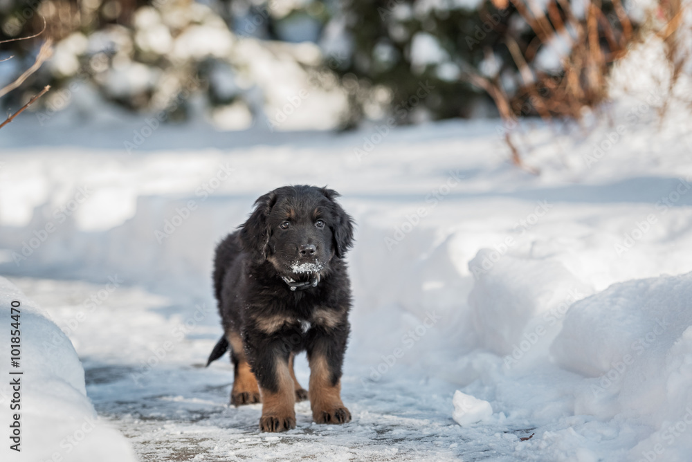 Black and golden hovawart puppy Black and golden hovawart puppy