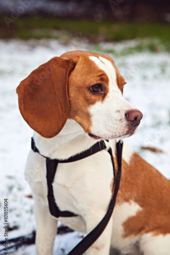 Beagle dog looking to the side