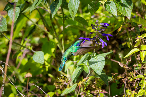The incredibly beautiful Green Violet Eared Hummingbird in the central mountains of Mexico. This is a rare picture of a medium sized hummingbird that is very elusive and shy and is one special bird. 