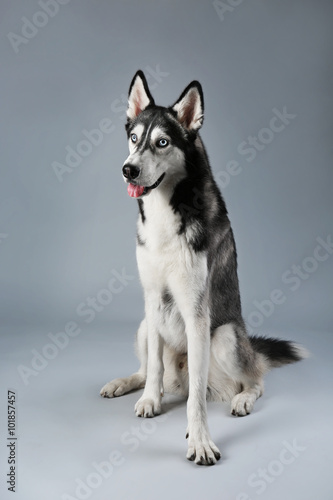 Young Husky sitting on grey background