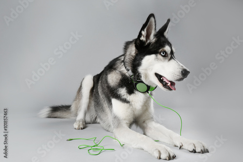 Young Husky in headphones laying on grey background