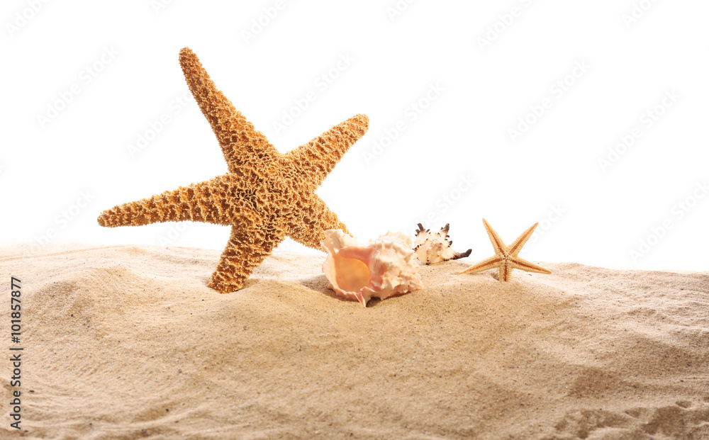 Sea star and shells isolated on white background Sea star and shells isolated on white background