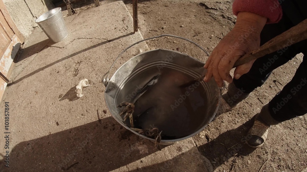 Old Woman Scalded With Boiling Water on Killed a Rooster in a Bucket Old Woman Scalded With Boiling Water on Killed a Rooster in a Bucket