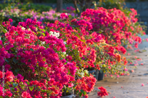 Bougainvillea