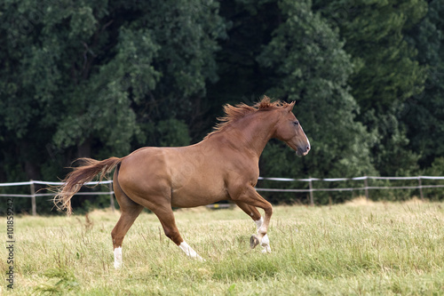 Horse gallop beautiful free on paddock © anjajuli