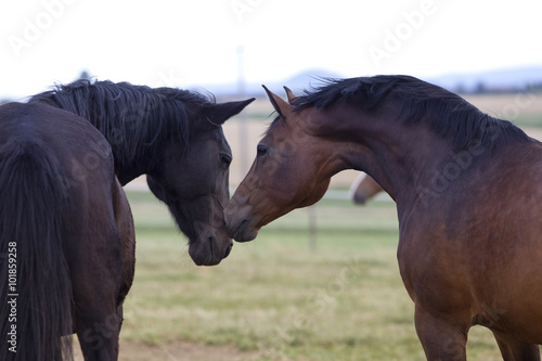 Fototapeta Naklejka Na Ścianę i Meble -  horse friends together