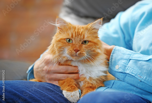 Fototapeta Naklejka Na Ścianę i Meble -  Sitting man holding a fluffy red cat