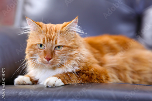 Fluffy red cat lying on a sofa © Africa Studio