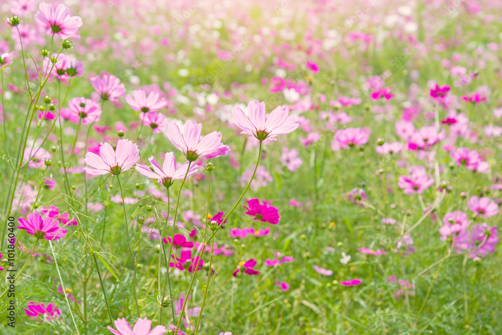 Cosmos colorful flower in the field