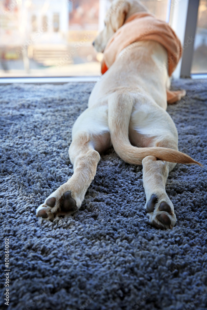 Ταπετσαρία Wet Labrador dog in towel looking out window, closeup