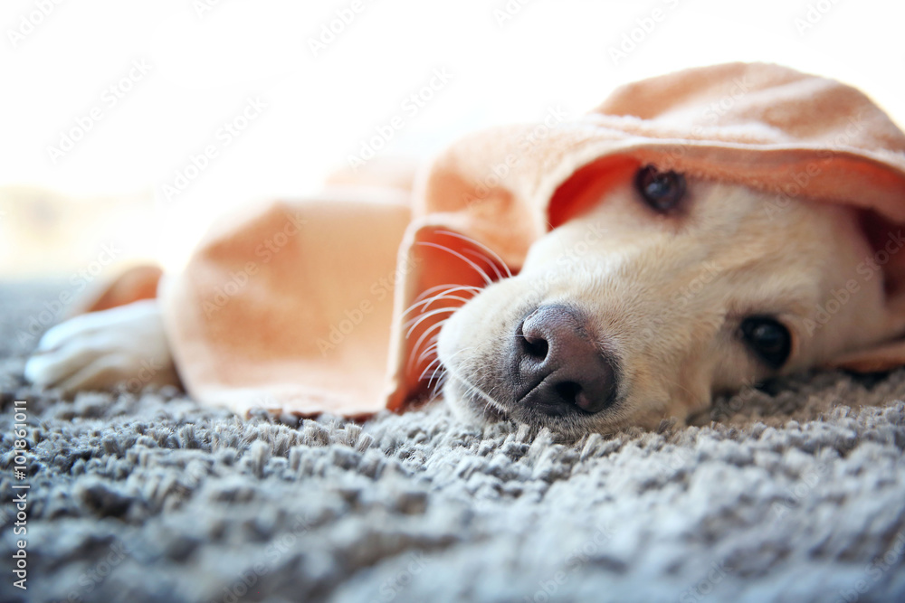 Ταπετσαρία Wet Labrador dog in towel lying on gray carpet, closeup