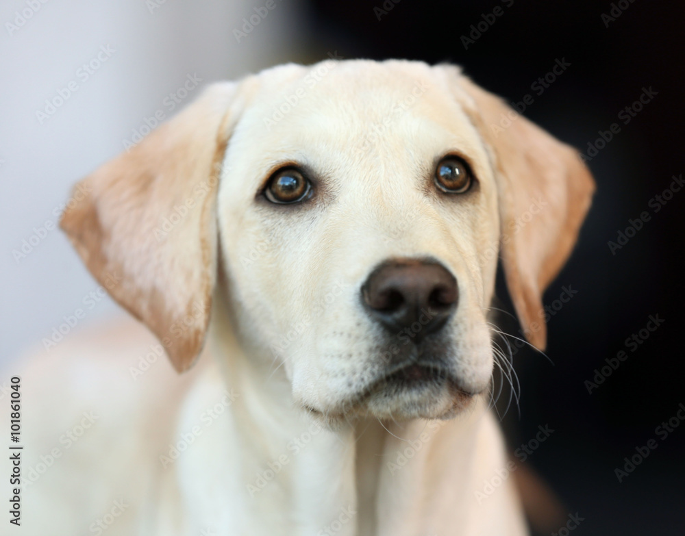Ταπετσαρία Labrador dog's head on unfocused background, closeup