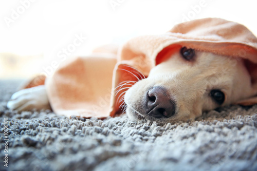 Canvas Print Wet Labrador dog in towel lying on gray carpet, closeup