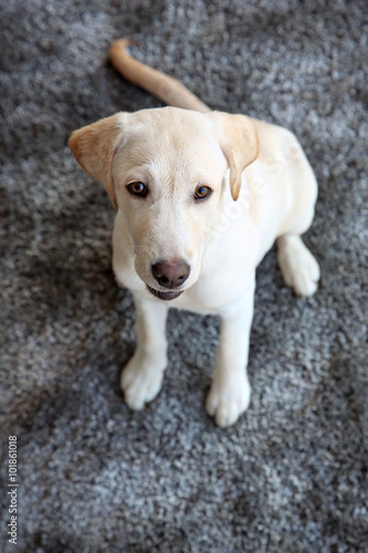 Cute Labrador dog on gray carpet  closeup