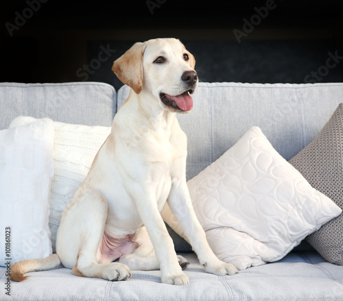 Canvas Print Cute Labrador dog sitting on couch at home, closeup