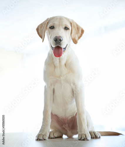 Cute Labrador dog on wooden table