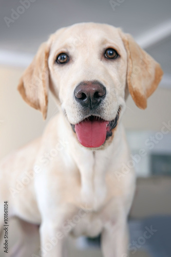 Cute Labrador dog on unfocused background
